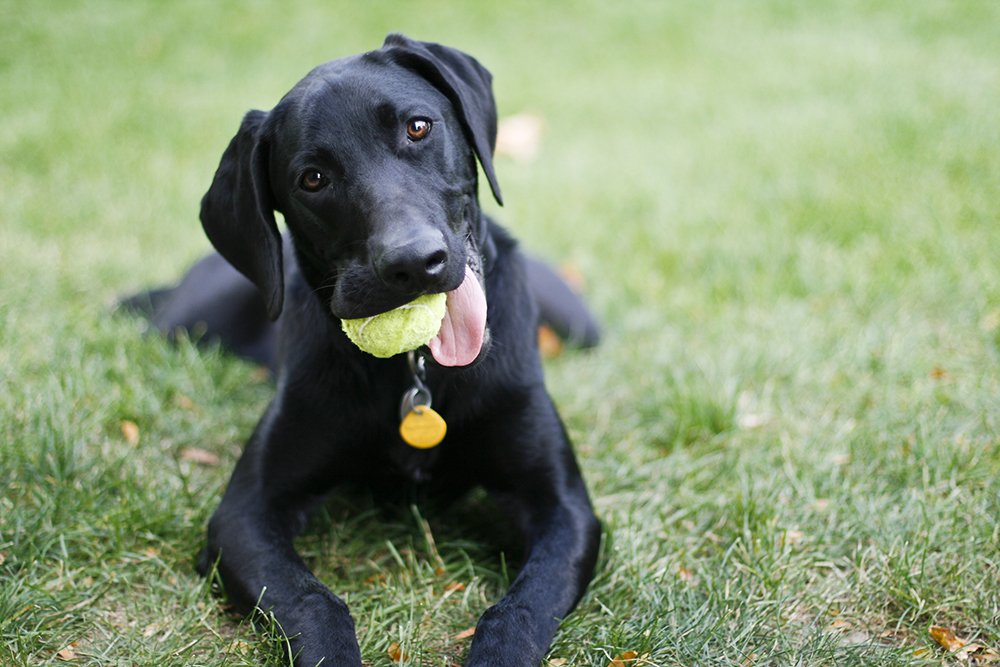 elevation donor kaste 10 sjove tricks, som alle hunde kan lære