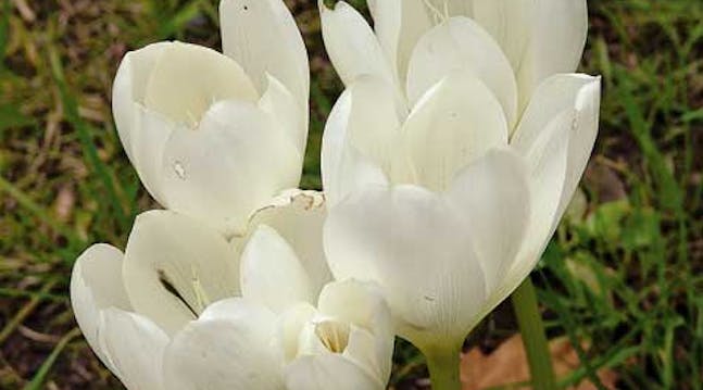 spoerg-om-planter-jomfru