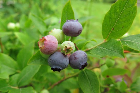 Plant blåbær i din have | Sådan gør nemt | idényt