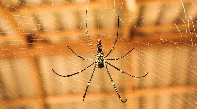 En dansk edderkop er hverken farlig eller særligt stor.