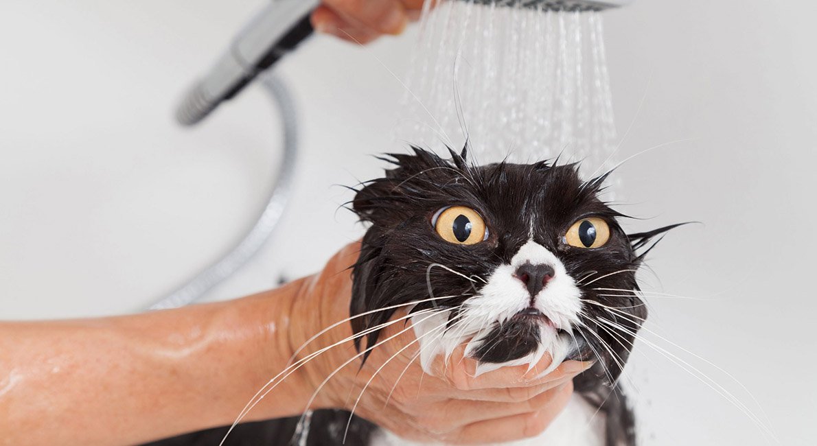 Hvor ofte skal du vaske din kat? | idényt