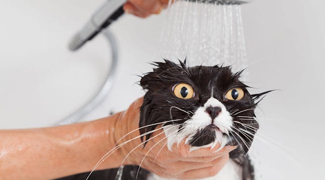 Hvis kattene selv kunne bestemme, ville de sikkert springe badet over. De fleste katte undgår nemlig helst at blive våde.