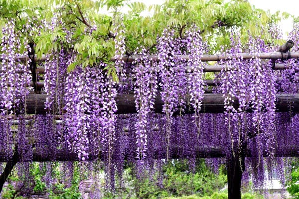 Blåregn i pergola