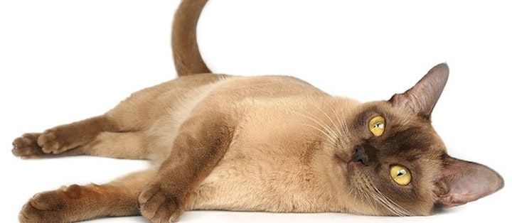 Alle burmesiske racekatte kan føres tilbage til kun én kat: Wong Mau. katteracer