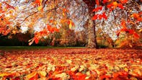 9 ting du skal huske i haven om efteråret