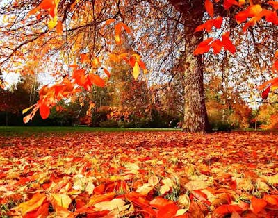 9 ting du skal huske i haven om efteråret