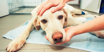Påskegodbid kan forgifte din hund