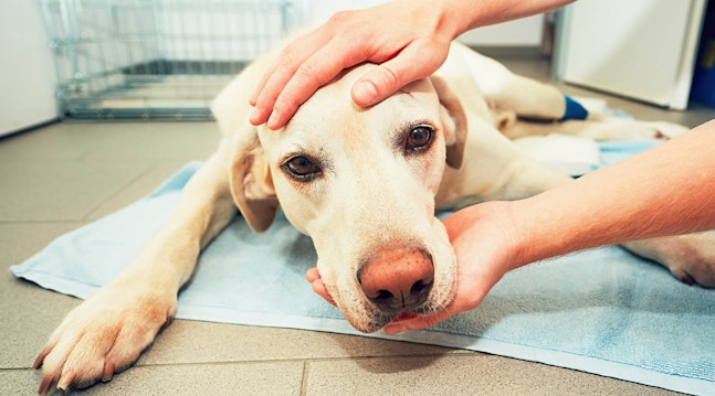 Påskegodbid kan forgifte din hund