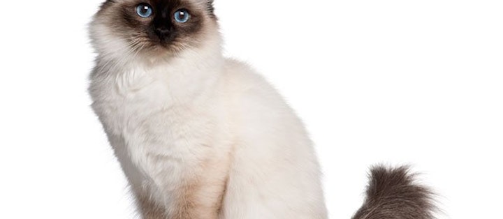 Katten med de safirblå øjne og de hvide poter.  