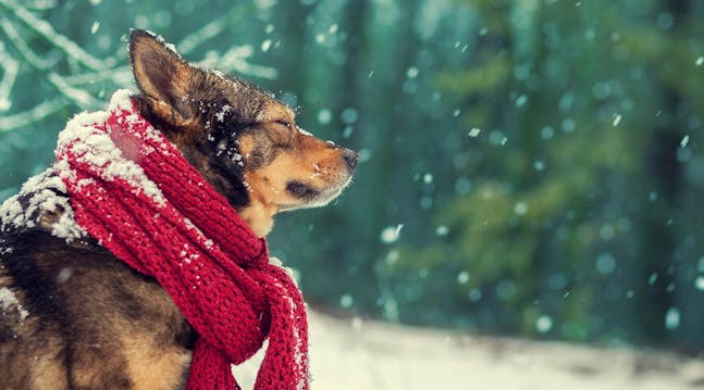 Undgå, at din hund tager skade af vintervejret.