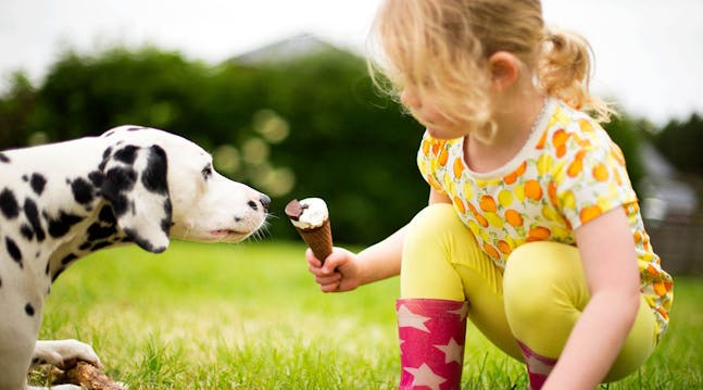 Børnecenter gispende Ni Må din hund få is? 4 typer is din hund ikke kan tåle | idényt