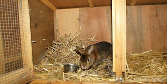 Du kan lade kaninen bo i en stor indhegning i haven, i børnenes legehus, i en hesteboks eller lade den gå løs i huset.