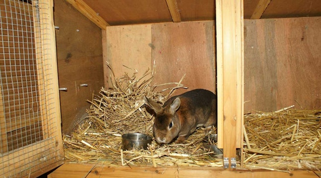 Du kan lade kaninen bo i en stor indhegning i haven, i børnenes legehus, i en hesteboks eller lade den gå løs i huset.
