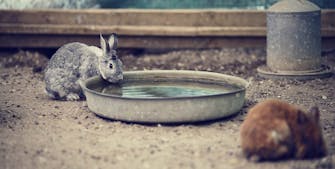 Din kanin har brug for de rette mængder af såvel mad og drikke. Jo varmere det er, jo mere vand har kaninen brug for.