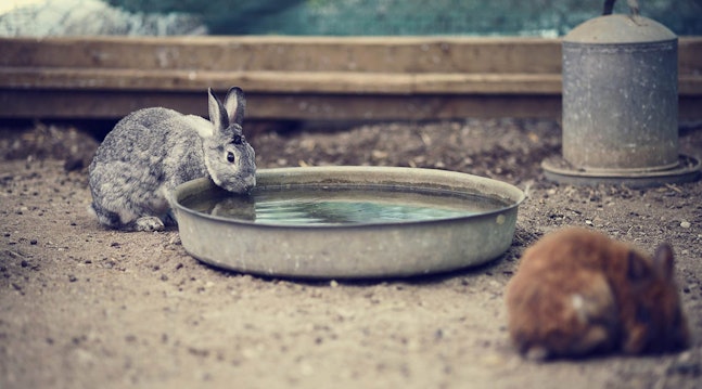 Din kanin har brug for de rette mængder af såvel mad og drikke. Jo varmere det er, jo mere vand har kaninen brug for.