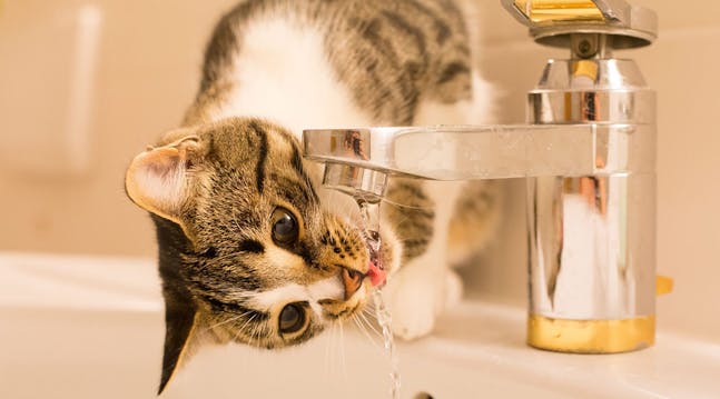 Sådan holder du øje med, om katten drikker nok vand