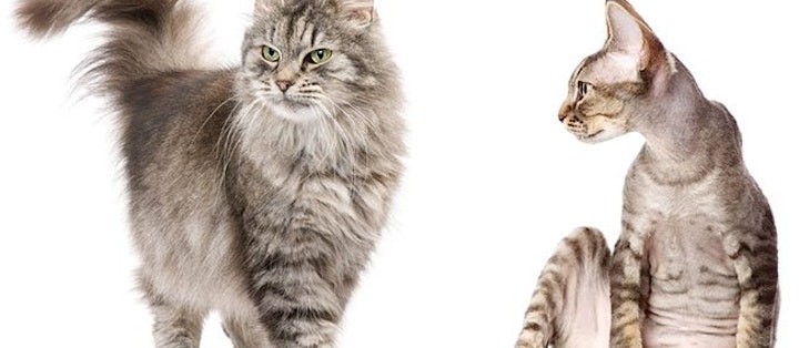 katteracer. Til venstre: Langhåret krydsning mellem en perser og en siberisk kat. Til højre: korthåret Devon Rex