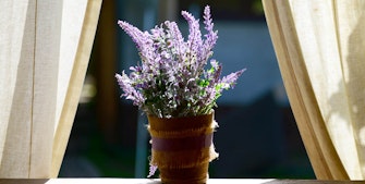 Lavendel er ikke bare en velduftende krydderurt, men bruges også i æteriske olier og mad.