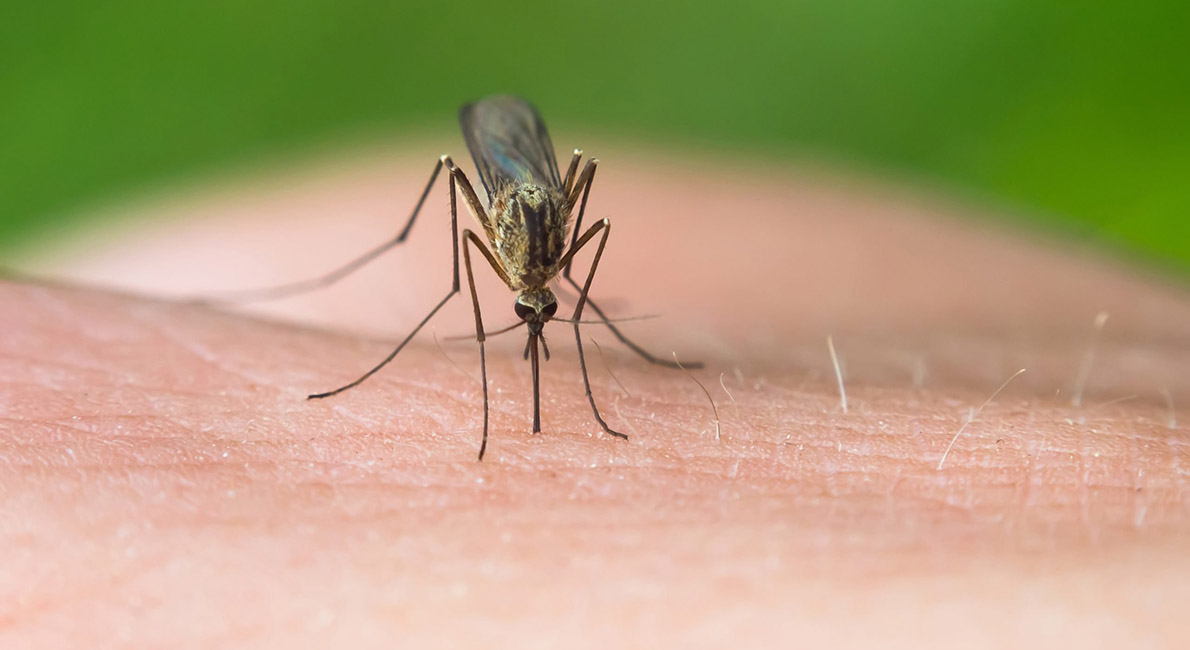 Myg og myggestik - slip kløende myggestik | idényt