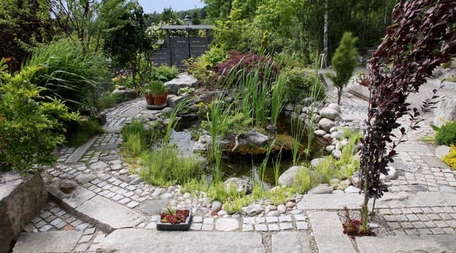 En have i Bjørnlunda med flotte sten