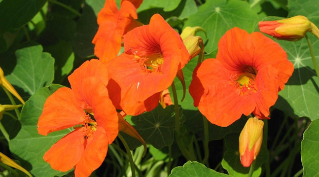 Genopdag de orange blomster i haven