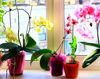 Sådan undgår du, at skadedyr dræber dine orkideer