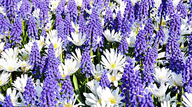 Perlehyacinter, eller 'muscari', som planten også hedder, får forårsfølelserne i fuldt flor i marts-april.