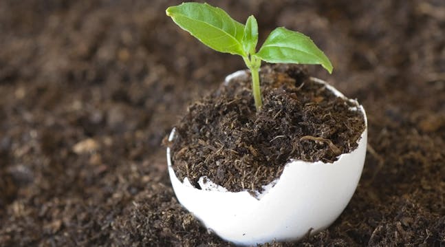 Planter vil opsuge alle de gode næringsstoffer, som er inde i ægget,