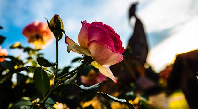 Hvidløgsplanterne er nemlig med til at skræmme de skadedyr væk, der ellers er glade for at æde de smukke rosenblade.
