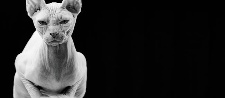Sphynx er en katterace fremavlet med udgangspunkt i katte med særlige genmutationer. 
