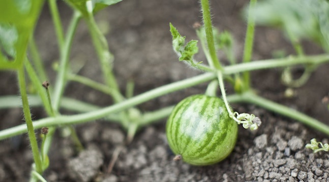 Sådan dyrker du endnu større vandmeloner