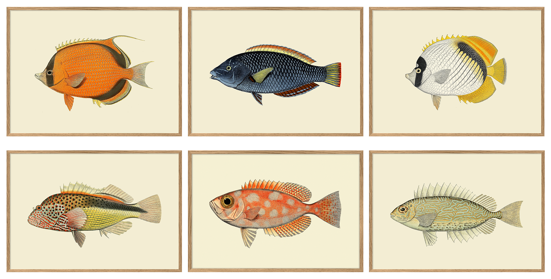 The Dybdahl Co. udbygger sit fantastiske univers med endnu en farverig serie af fisk.