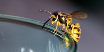 en hveps - hvepse