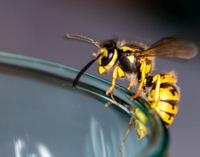 en hveps - hvepse