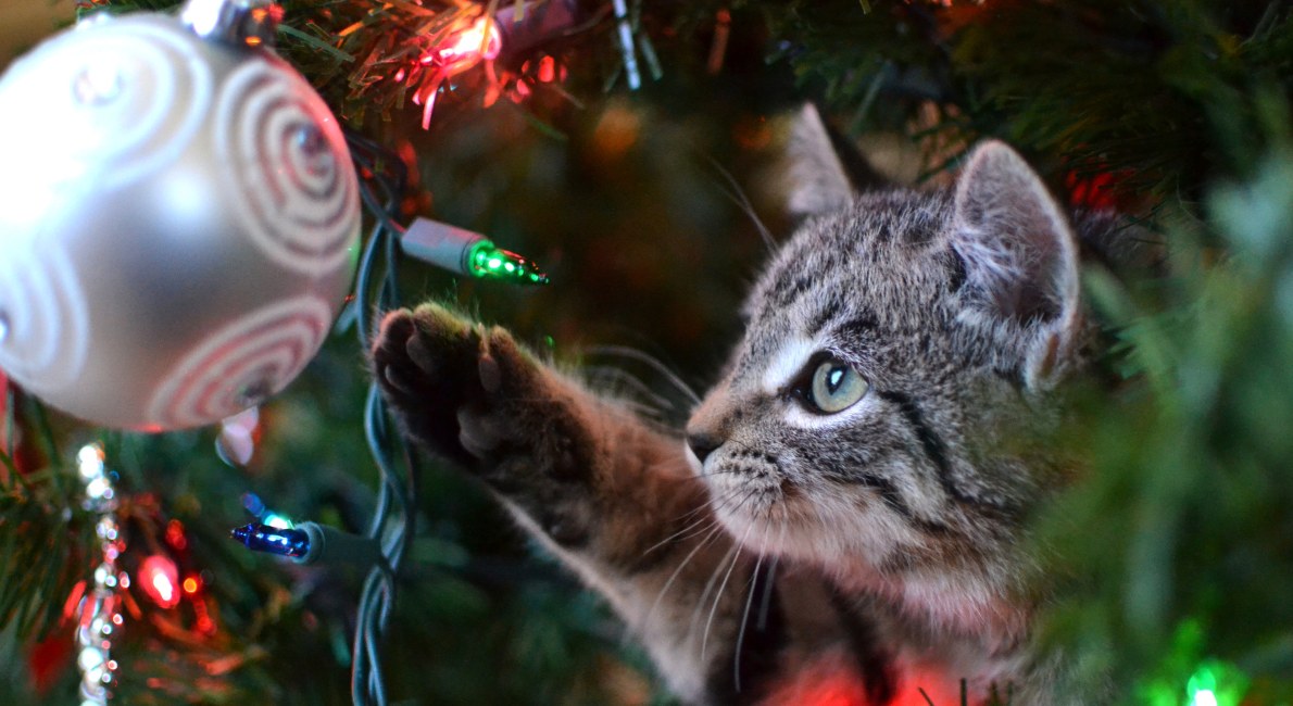 Video: Sådan din kat julen