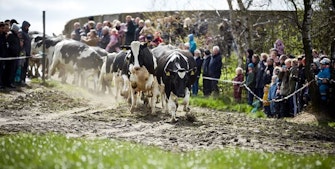 208.000 danskere lukkede øko-køer på græs