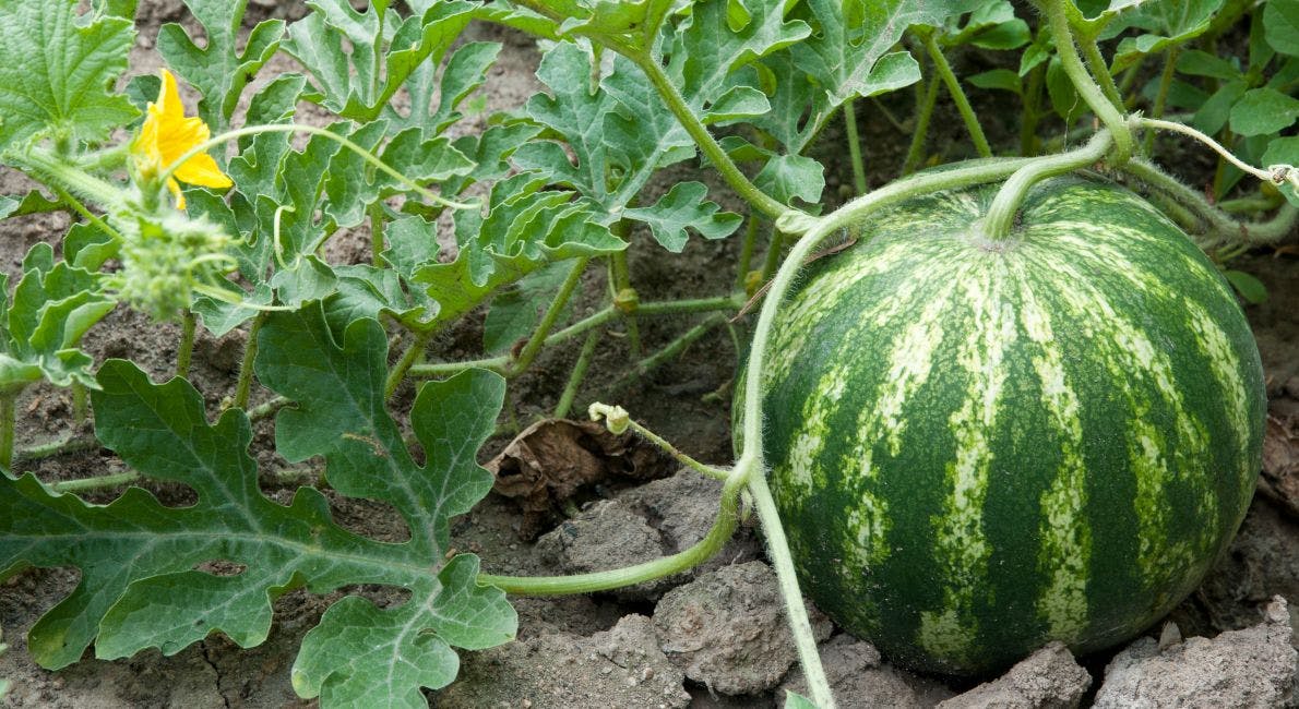 Vandmelon | dyrker du vandmeloner derhjemme |