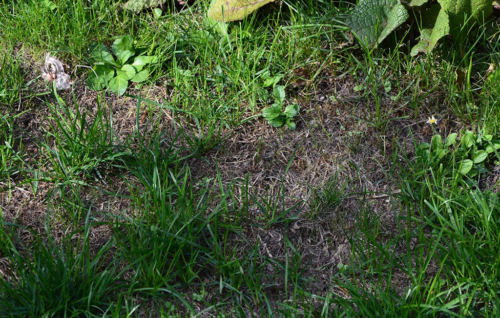Ser din græsplæne sådan ud? Du kan sagtens få den til at se pæn ud igen med topdressing. 