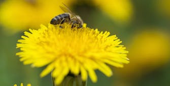 Sådan får du flere bier i haven