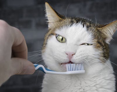 Sådan børster du tænderne på din kat
