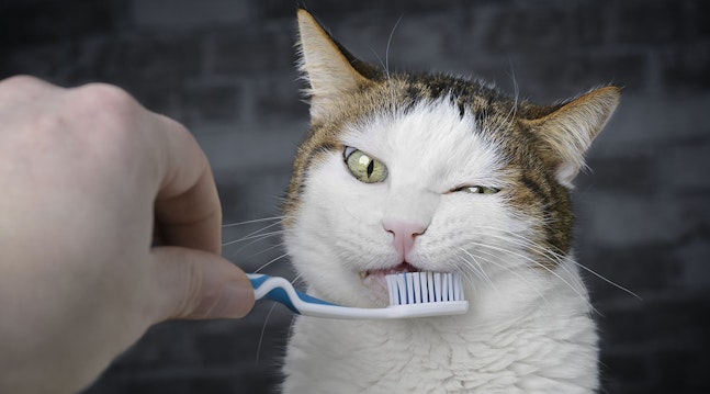 Sådan børster du tænderne på din kat