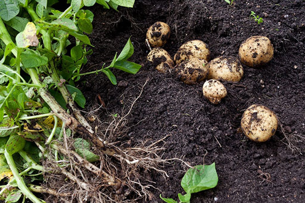 Jordforbedring til kartoflerne 