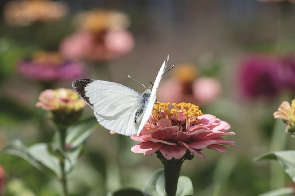 Hvid sommerfugl i lyserød blomst