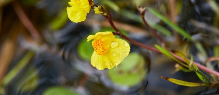Blærerod (Utricularia)