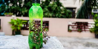 plasticflaske genbrugt som potte