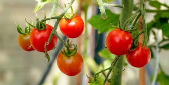 små tomater i drivhuset