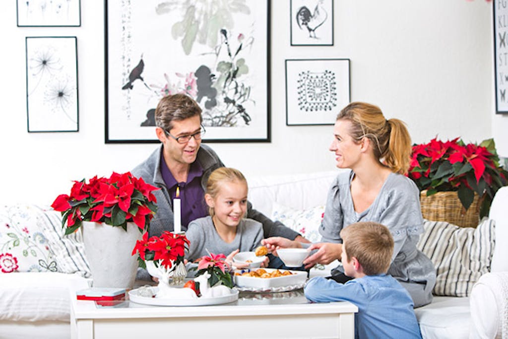 Julestjernen er indbegrebet af traditionel julestemning og familiehygge.