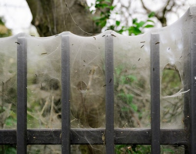 spindelvæv på hegn