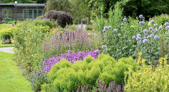 Zoologisk have Tåre kutter Flerårige blomster | Planter til haven, der er smukke og umulige at slå  ihjel | idényt.dk