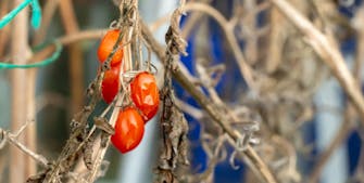 døde tomatplanter